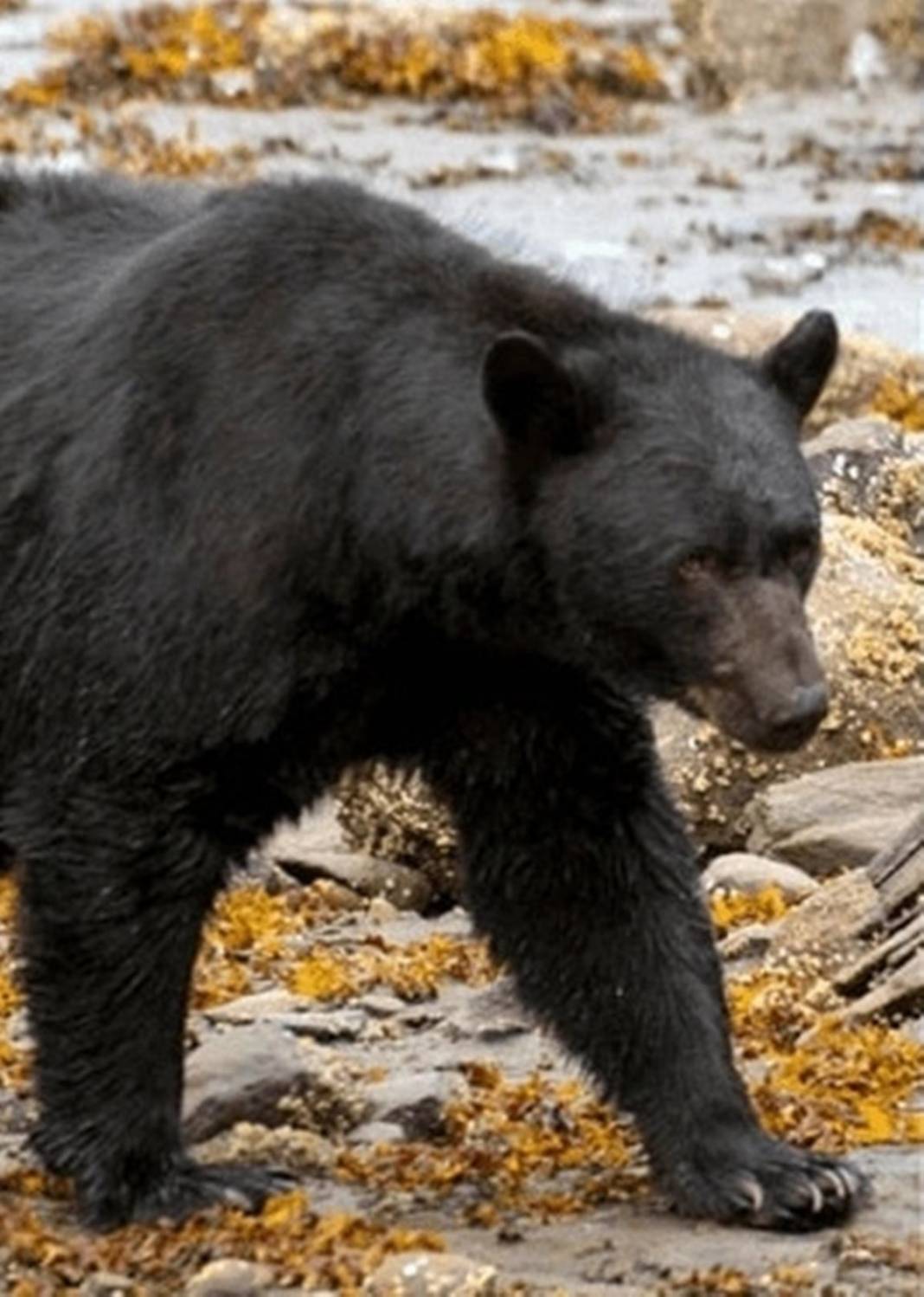 Denizden çıkan garip canlıyı gören herkes panikle kaçışmaya başladı! O anları izleyenler küçük dilini yuttu 2
